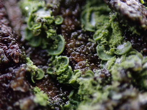 Image of Clam lichens