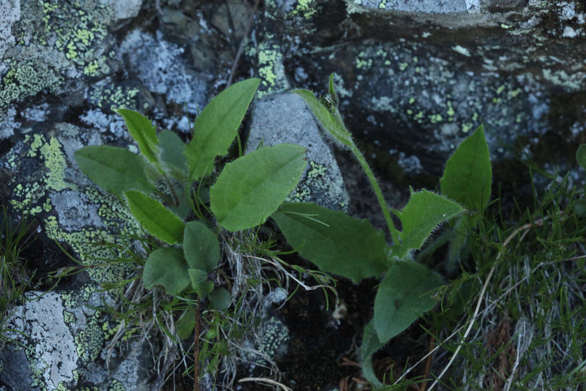Слика од Cicerbita racemosa (Willd.) Beauv.