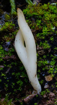 Clavaria acuta Sowerby 1803 resmi