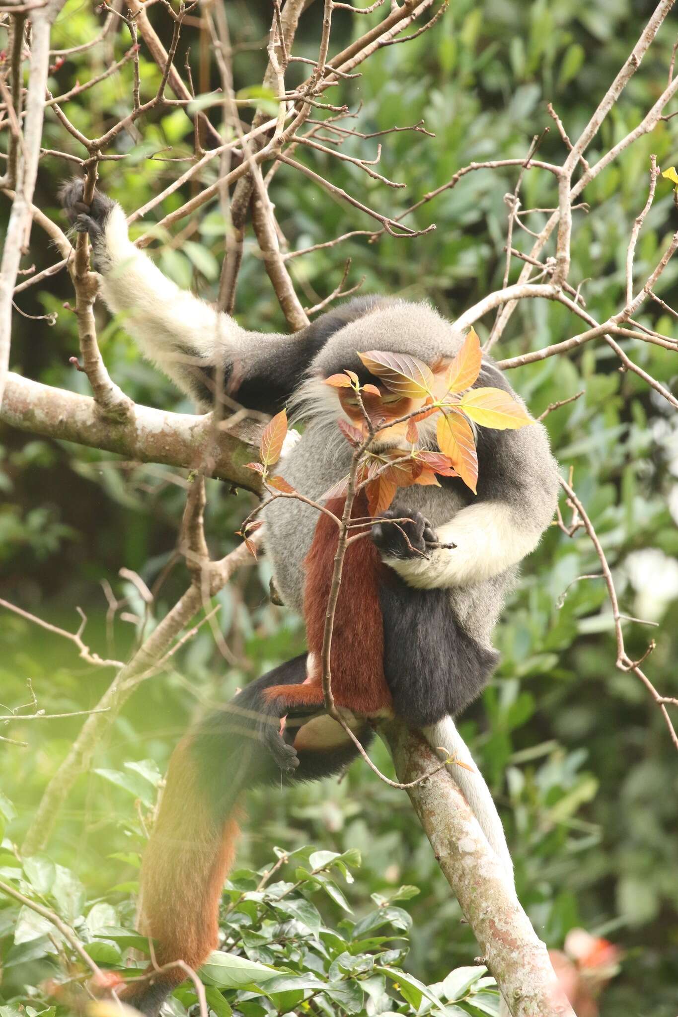 Image of Douc Langurs