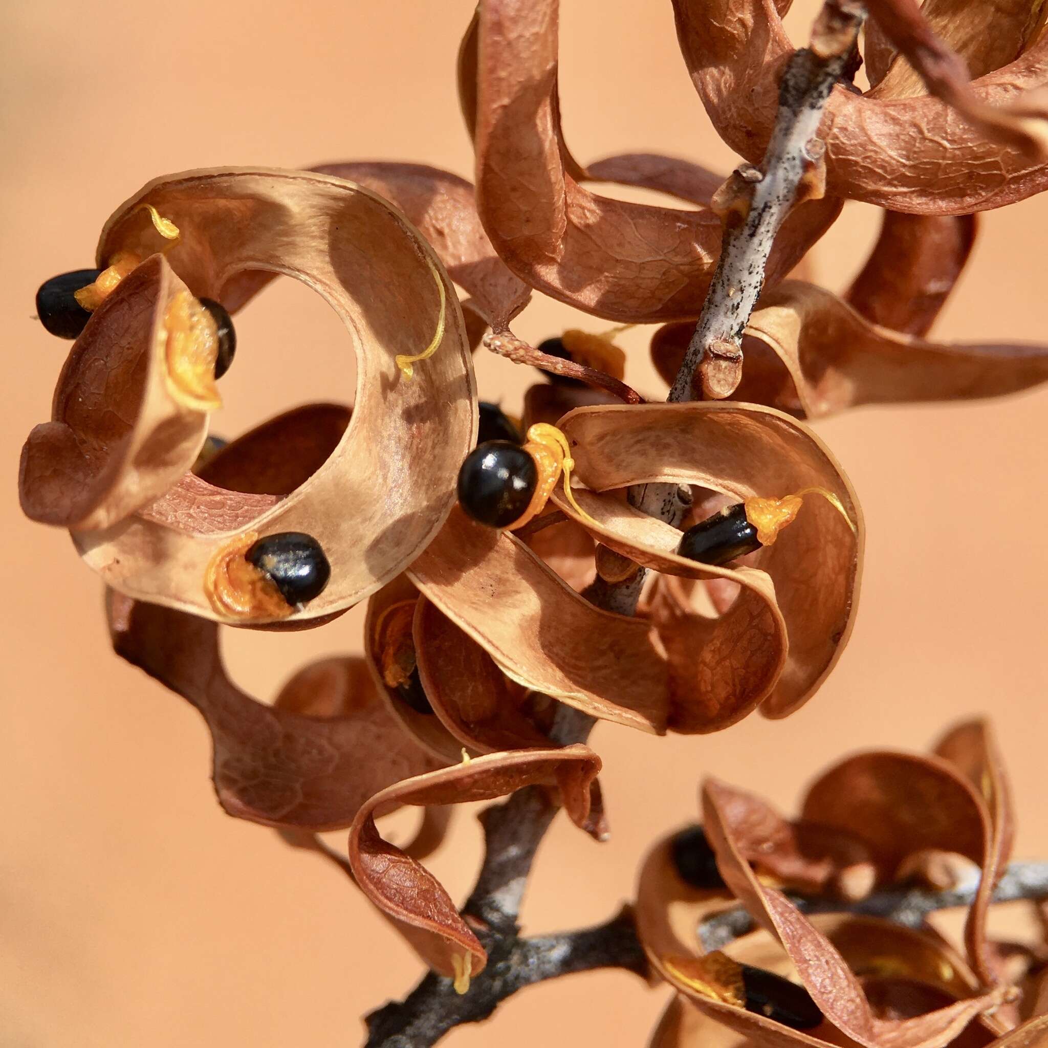 Acacia colletioides Benth. resmi