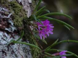 صورة Holcoglossum pumilum (Hayata) L. J. Chen, X. J. Xiao & G. Q. Zhang