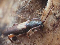 Image of Brown spruce longhorn beetle