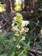 Image of sickletop lousewort