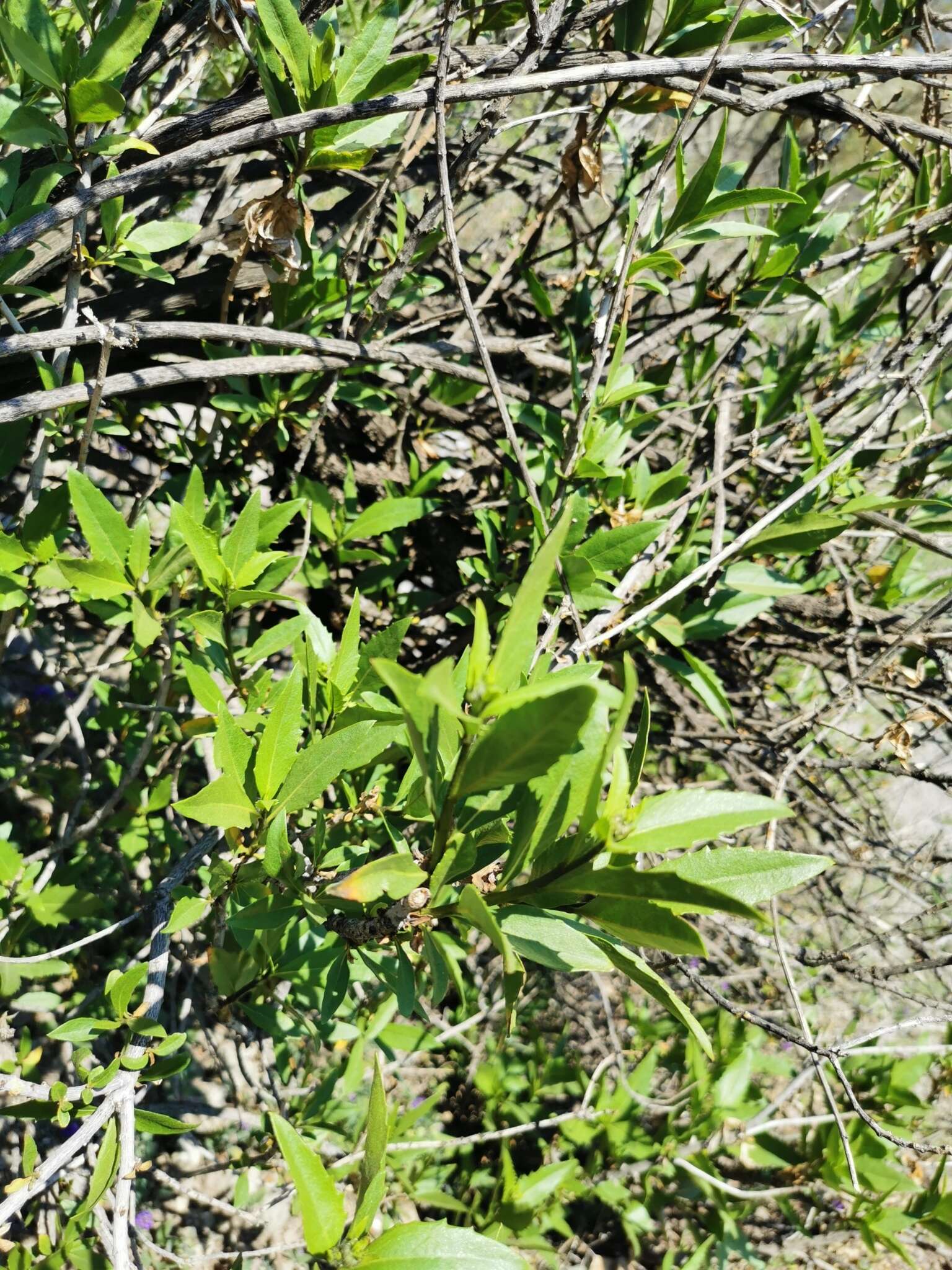 Image of Flourensia thurifera (Molina) DC.