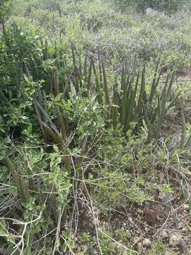 Image of Spiky mother-in-law's tongue