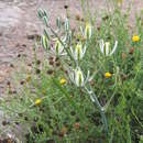 Image de Albuca longipes Baker