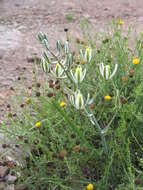 Image de Albuca longipes Baker