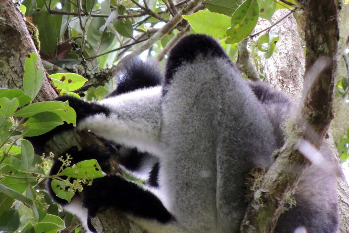 Image of indri