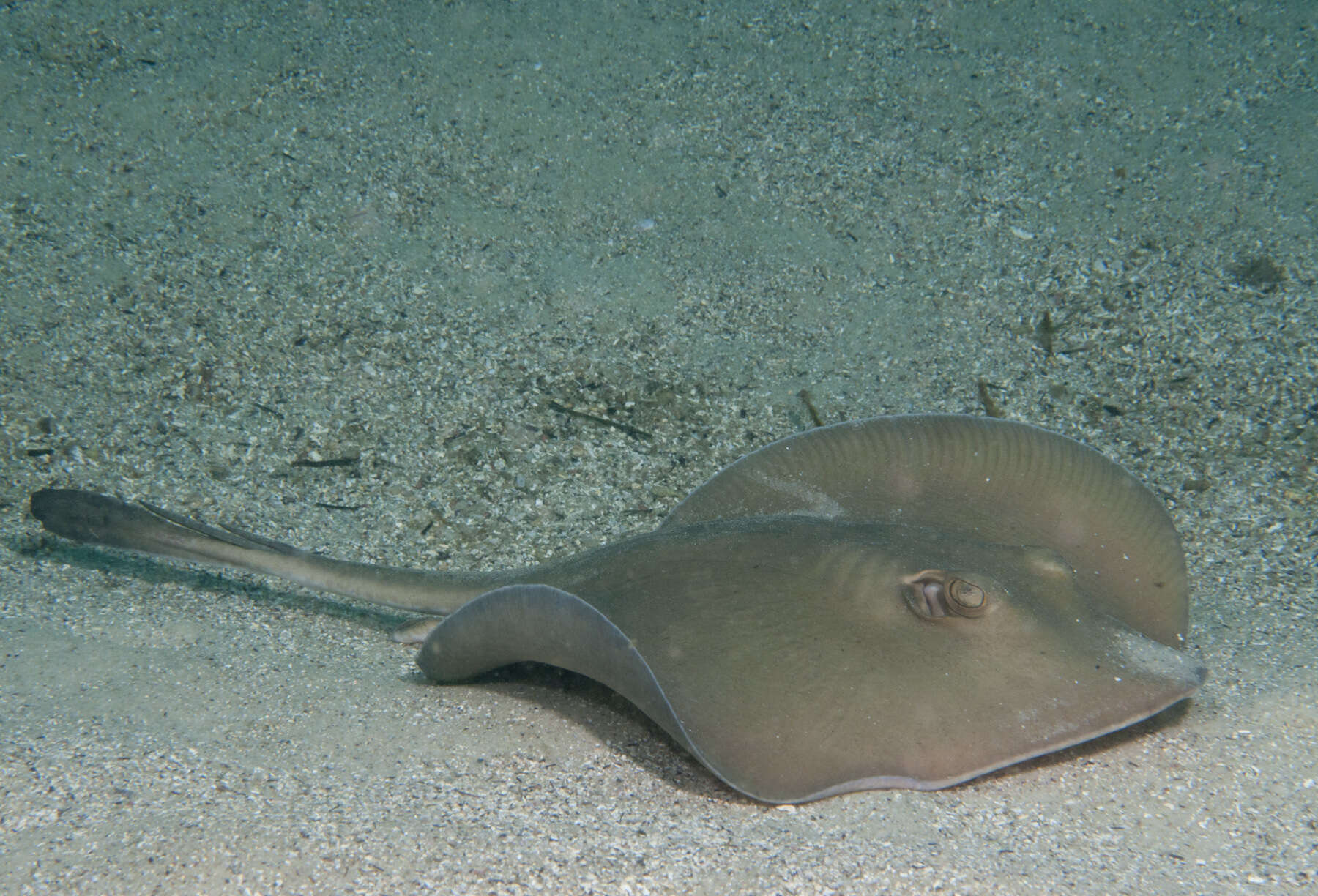 Image of Common Stingaree