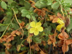 Helianthemum canariense (Jacq.) Pers.的圖片