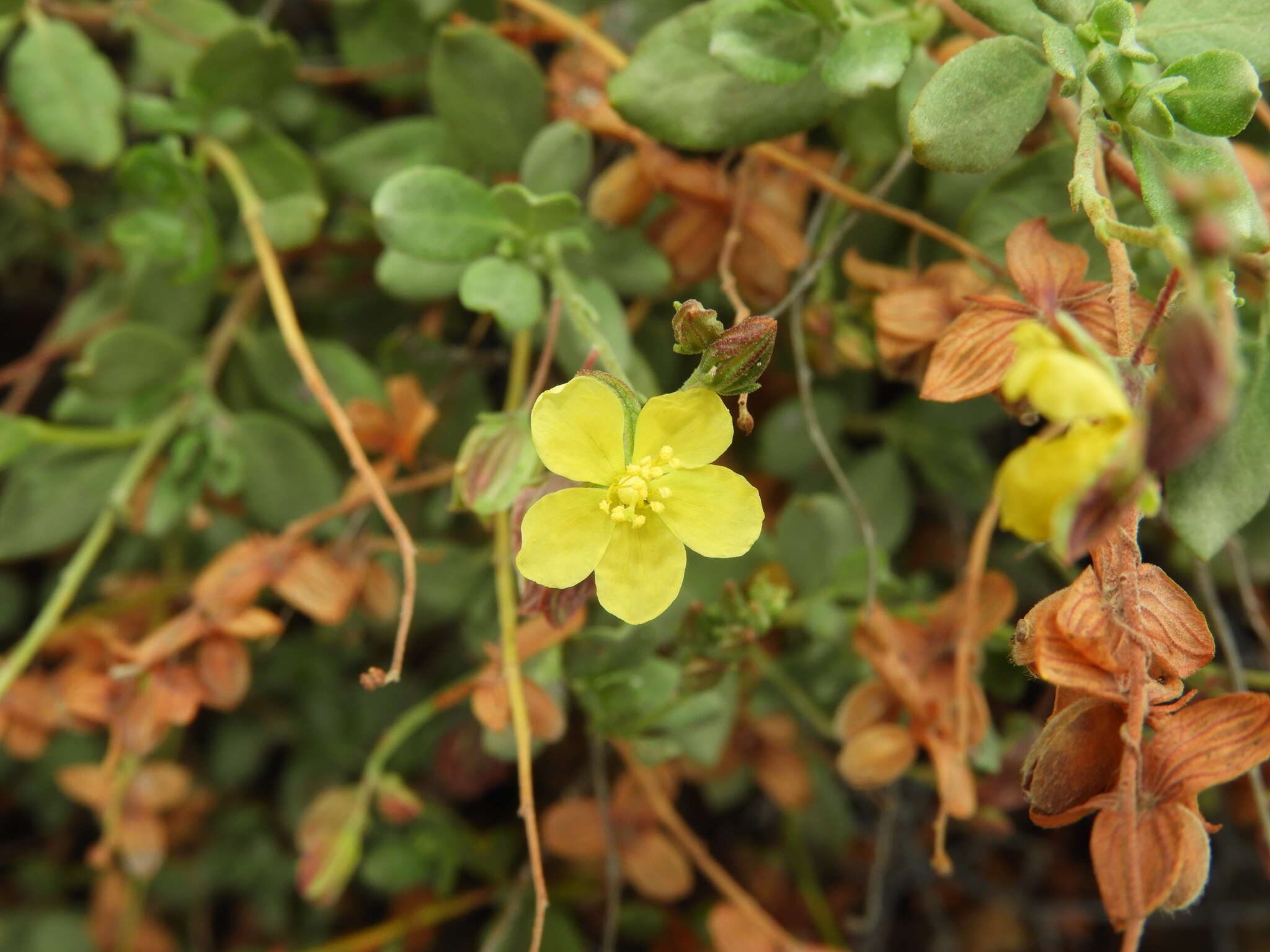 Helianthemum canariense (Jacq.) Pers.的圖片