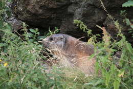 Imagem de Marmota subgen. Marmota Blumenbach 1779