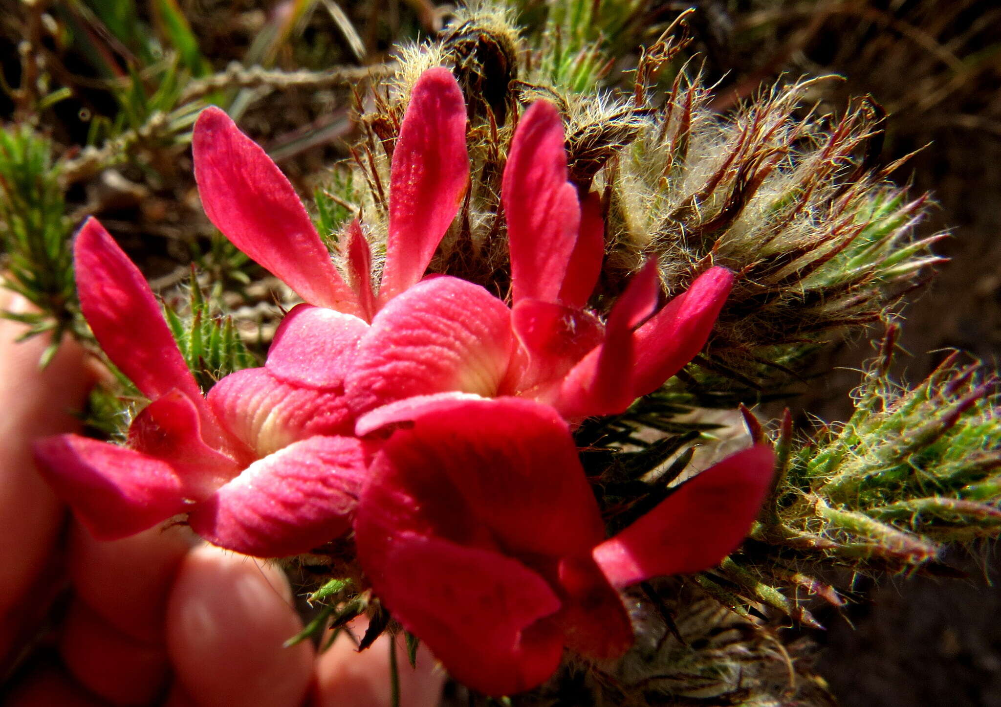 Image of Aspalathus rosea R. Dahlgren