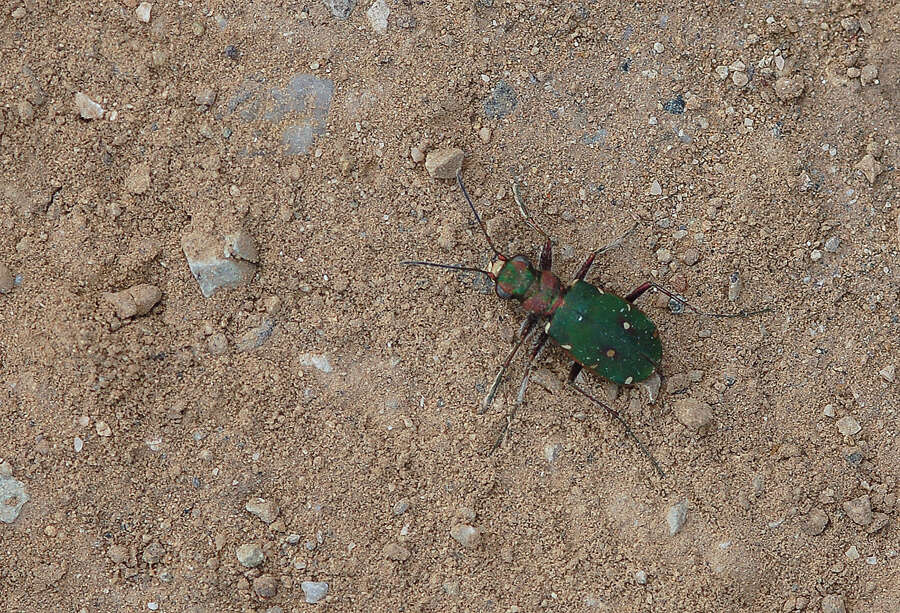 Sivun Cicindela (Cicindela) campestris olivieria Brullé 1832 kuva