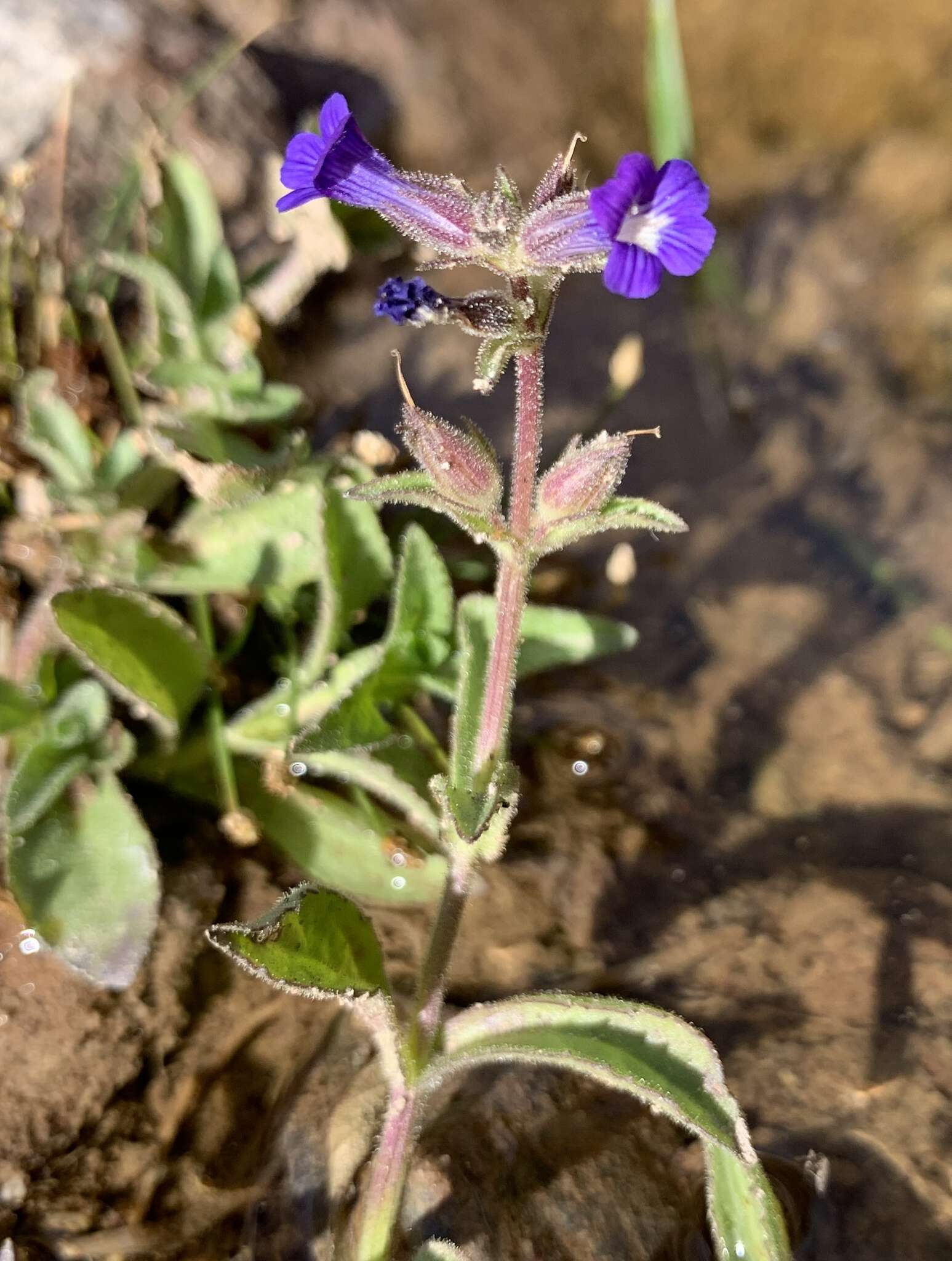 Слика од Stemodia durantifolia (L.) Sw.