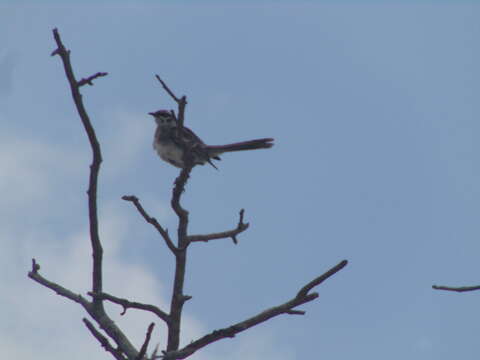 Image of Long-tailed Mockingbird