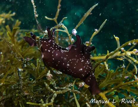 Aplysia punctata (Cuvier 1803) resmi