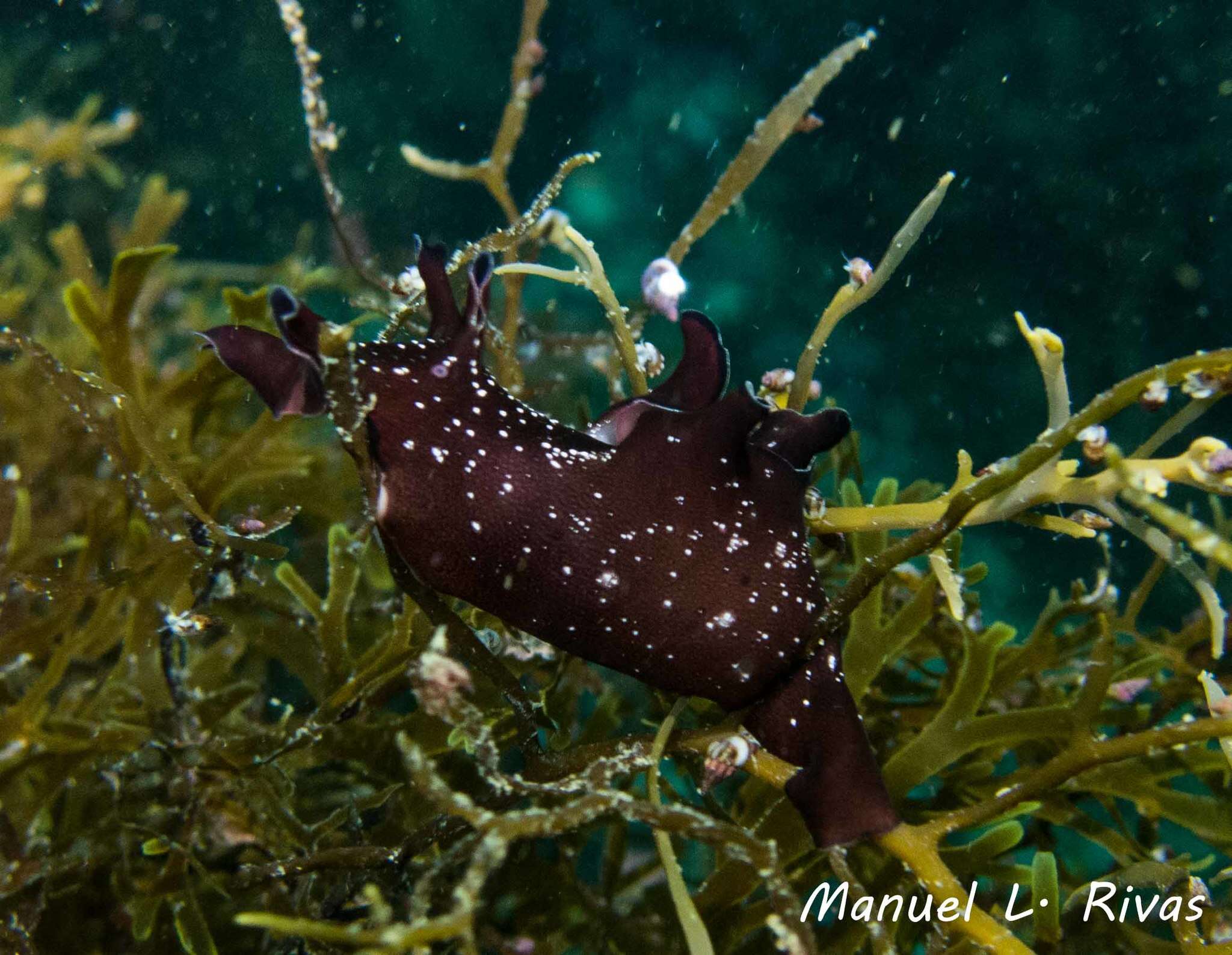 Aplysia punctata (Cuvier 1803) resmi