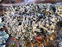 Image of Blue Ridge shield lichen