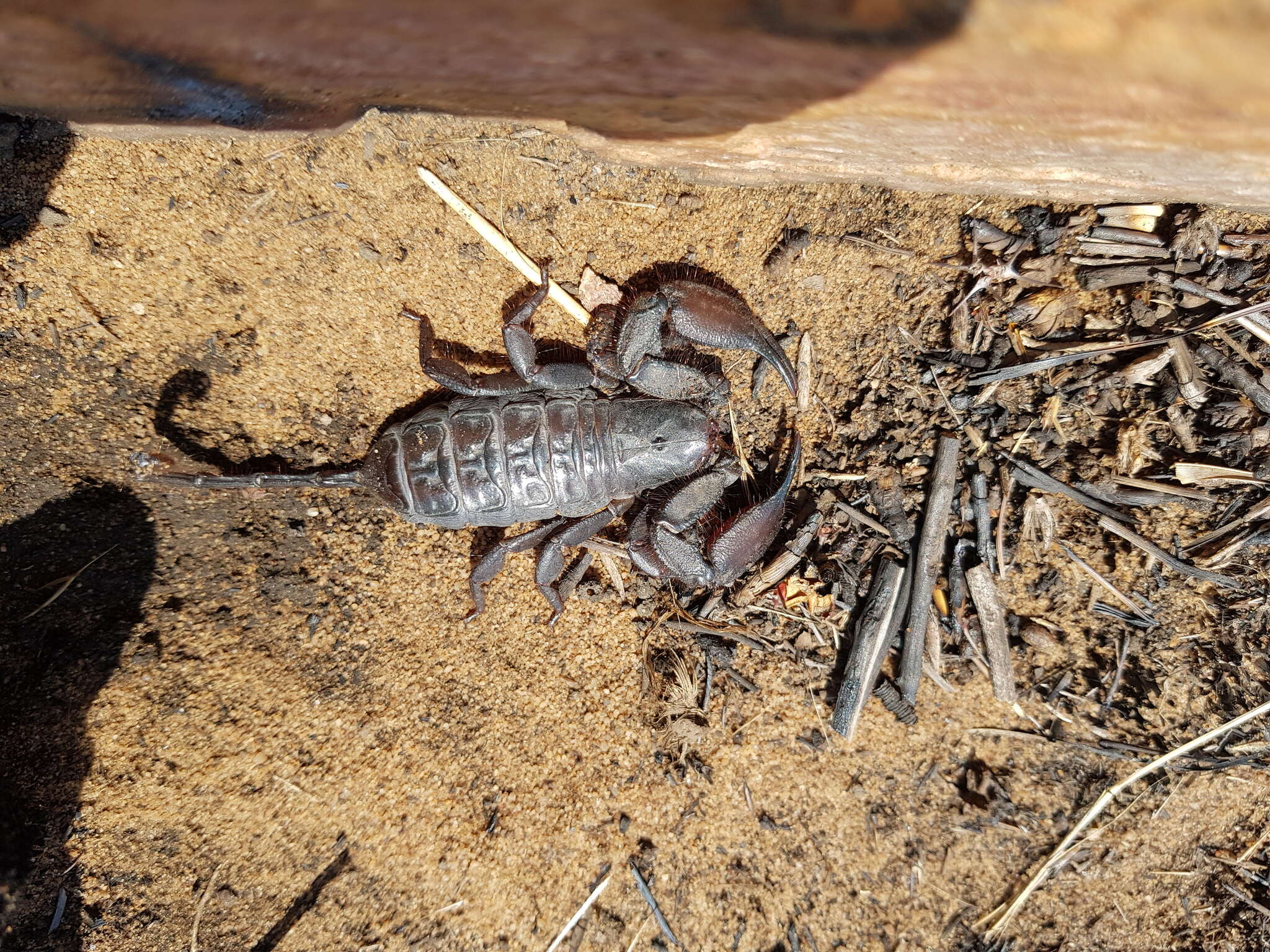 Image of Magaliesberg Rock Scorpion