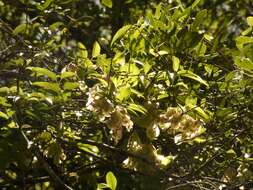 Image of Anchietea pyrifolia A. St.-Hil.