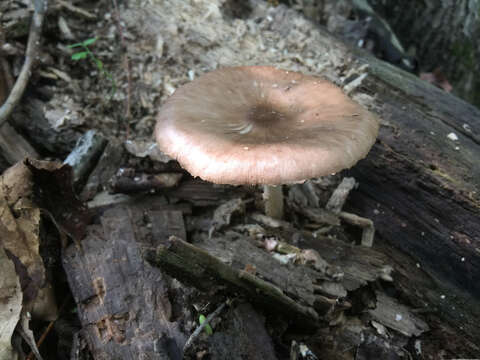 Image of Pluteus cervinus (Schaeff.) P. Kumm.