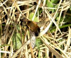 Image of Dotted bee-fly