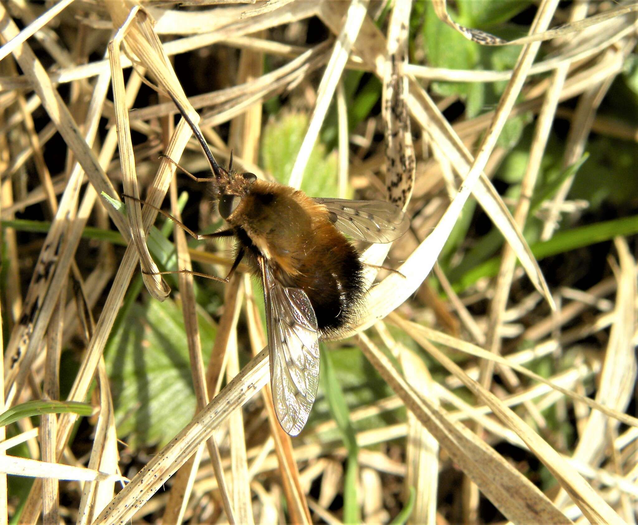 Image de Bombylius discolor Mikan 1796