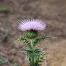 Image of Cirsium japonicum subsp. fukienense Kitam.