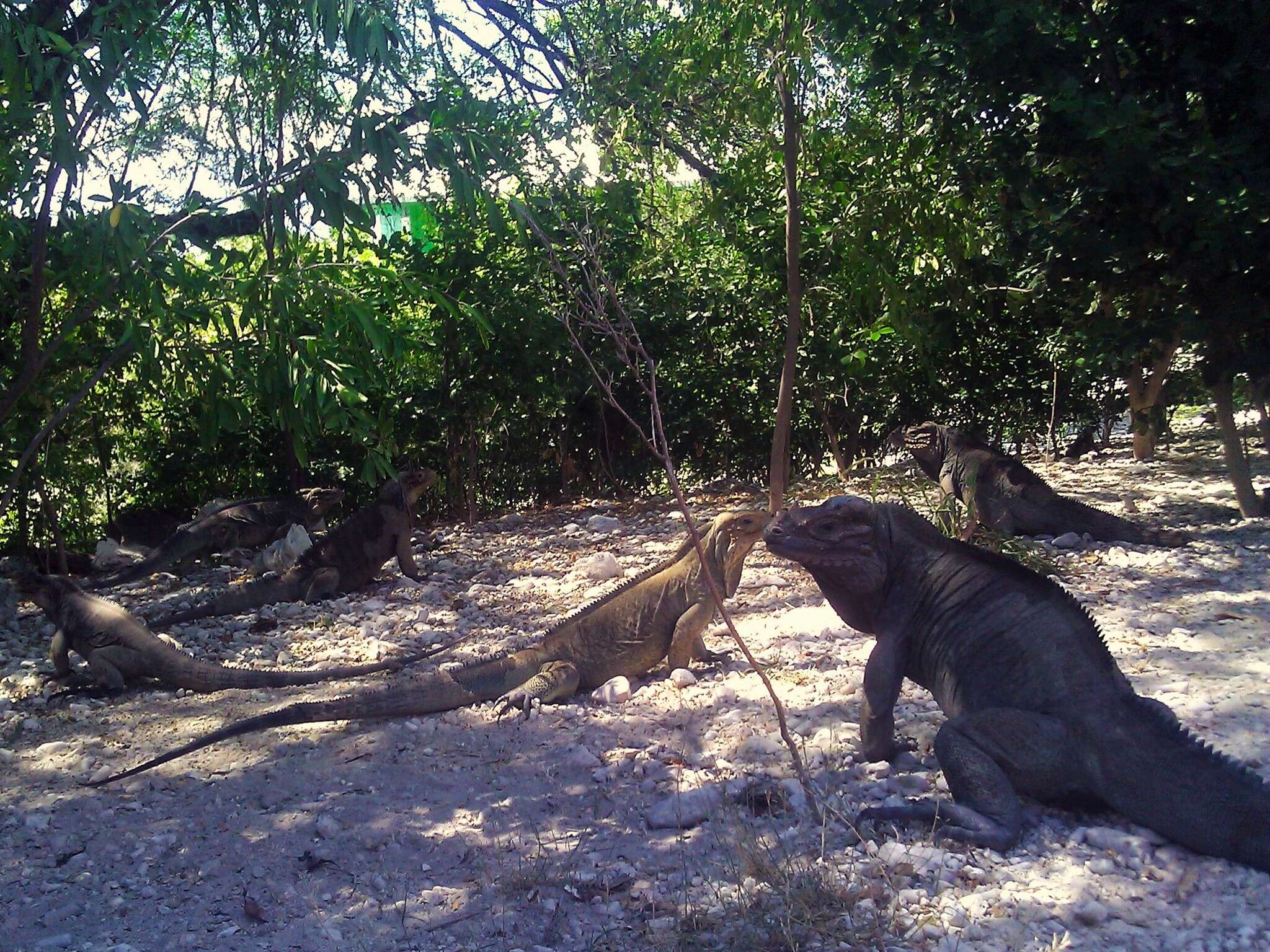 Image of Hispaniolan rhinoceros iguana