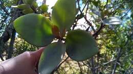 Image of Kalanchoe orgyalis Baker