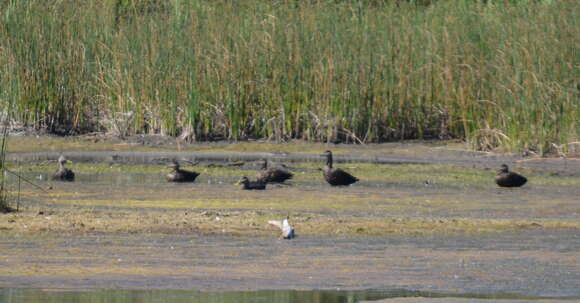 Image of American Black Duck