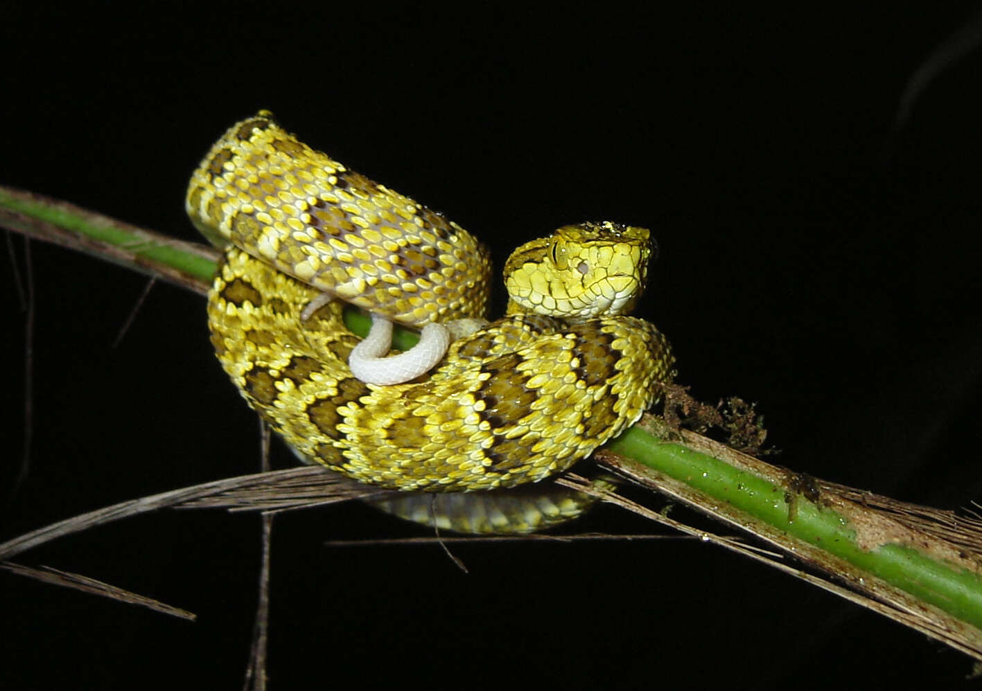 Imagem de Bothrops punctatus (Garcia 1896)