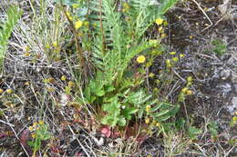 Image of Potentilla crantzii subsp. gelida (C. A. Mey.) J. Soják