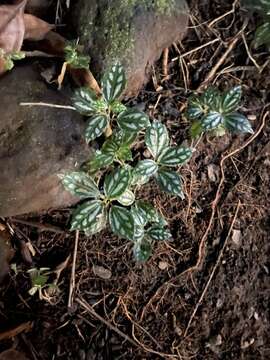 Imagem de Pilea cadierei Gagnep. & Guillaum.