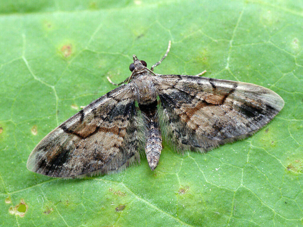 Plancia ëd Eupithecia sinuosaria Eversmann 1848