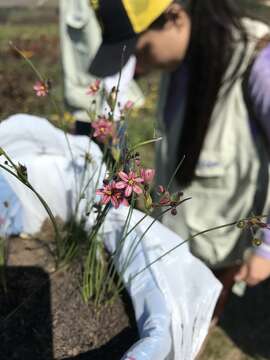 Sisyrinchium purpurellum Ravenna的圖片