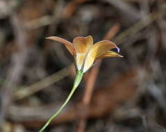 Imagem de Wahlenbergia luteola P. J. Sm.