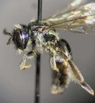 Image of Andrena submoesta Viereck 1917