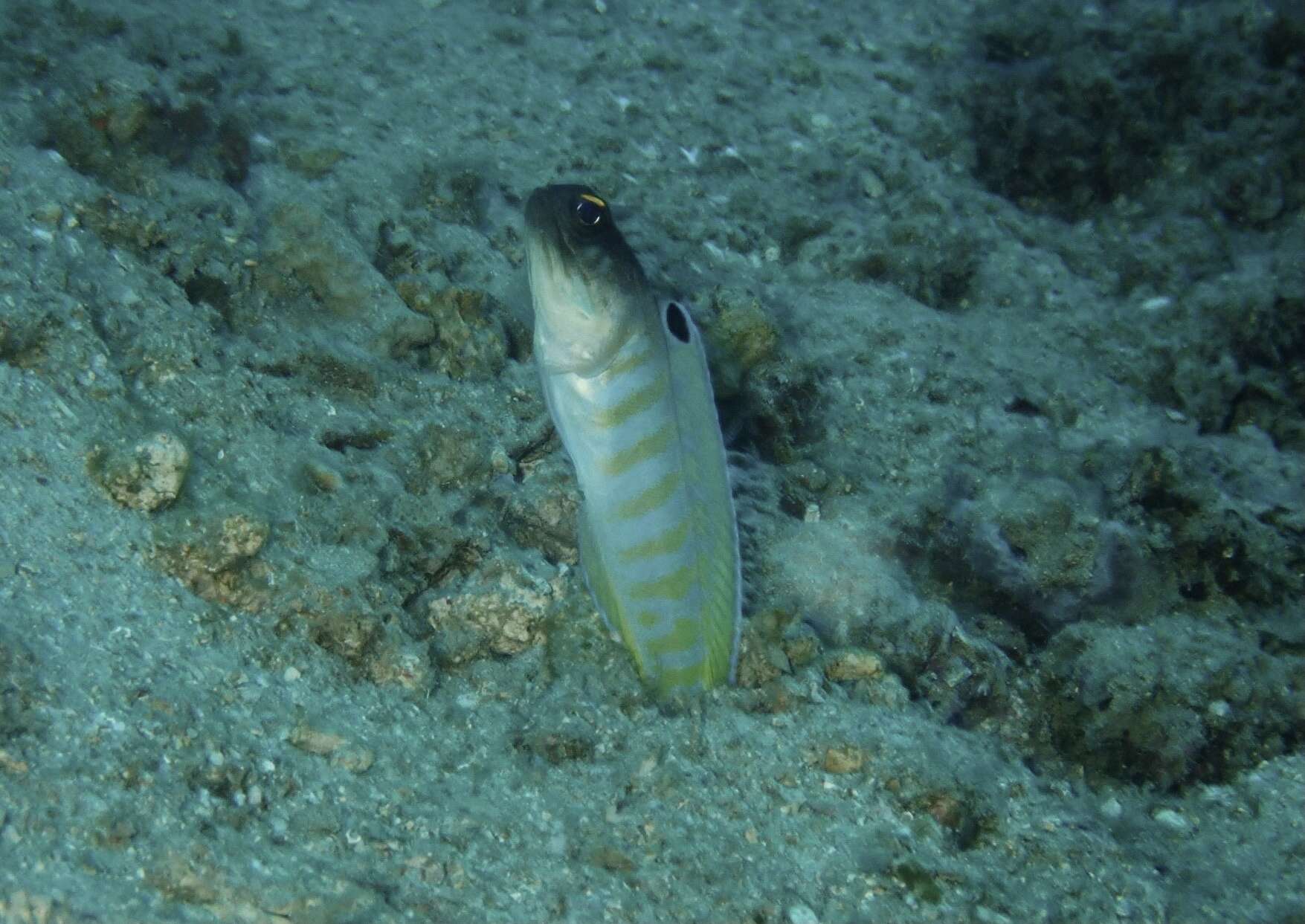 Image of Goldspecs jawfish