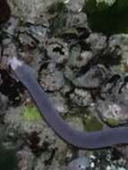 Image of Cape Sea-snake