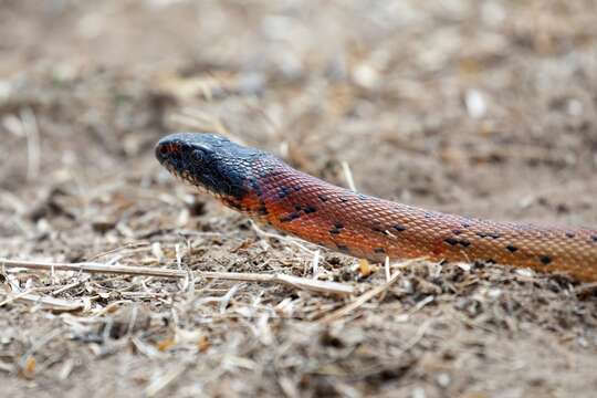 Imagem de Spalerosophis atriceps (Fischer 1885)