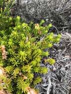 Image de Erica banksia subsp. banksia