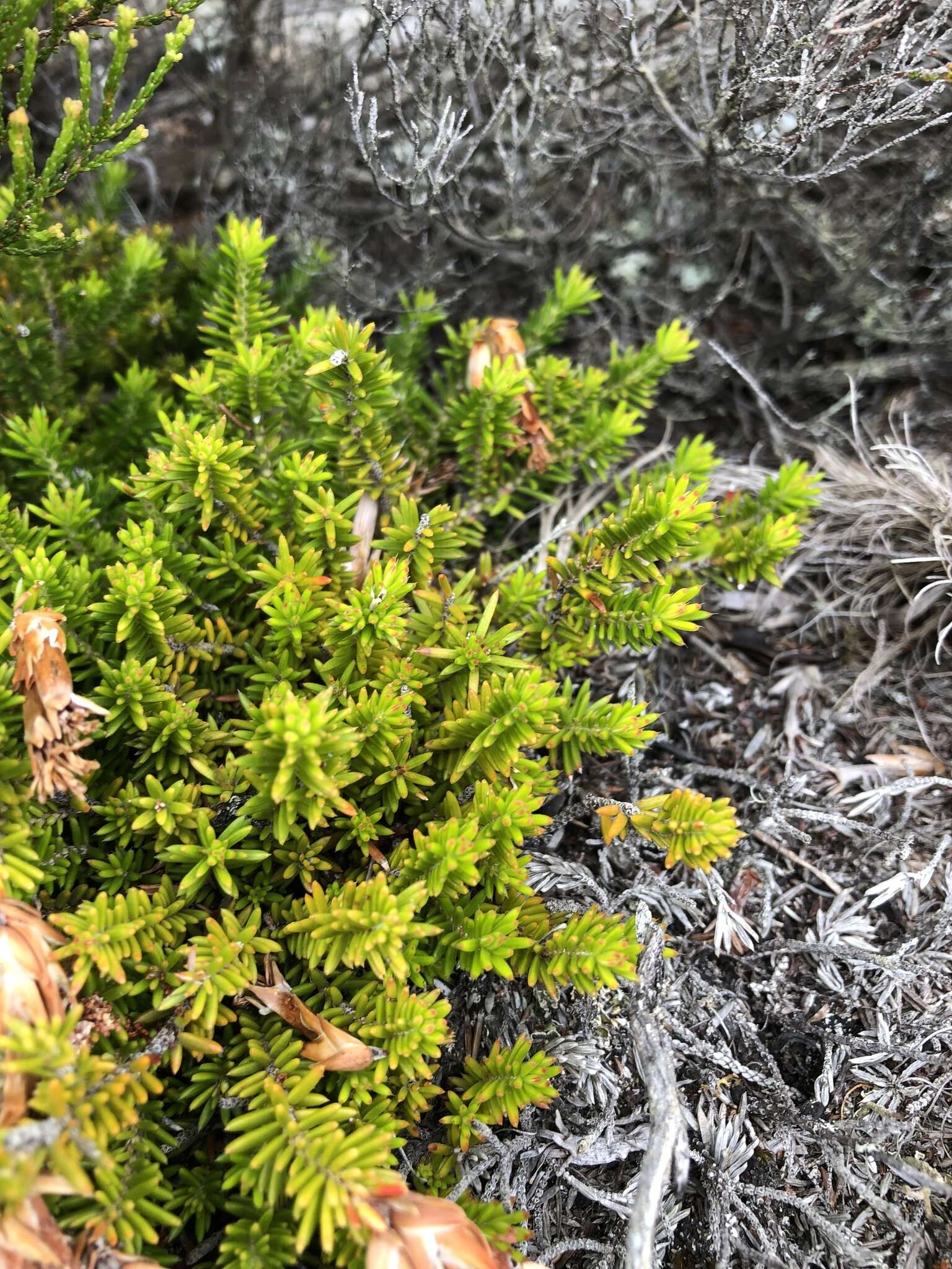 Image of Erica banksia subsp. banksia