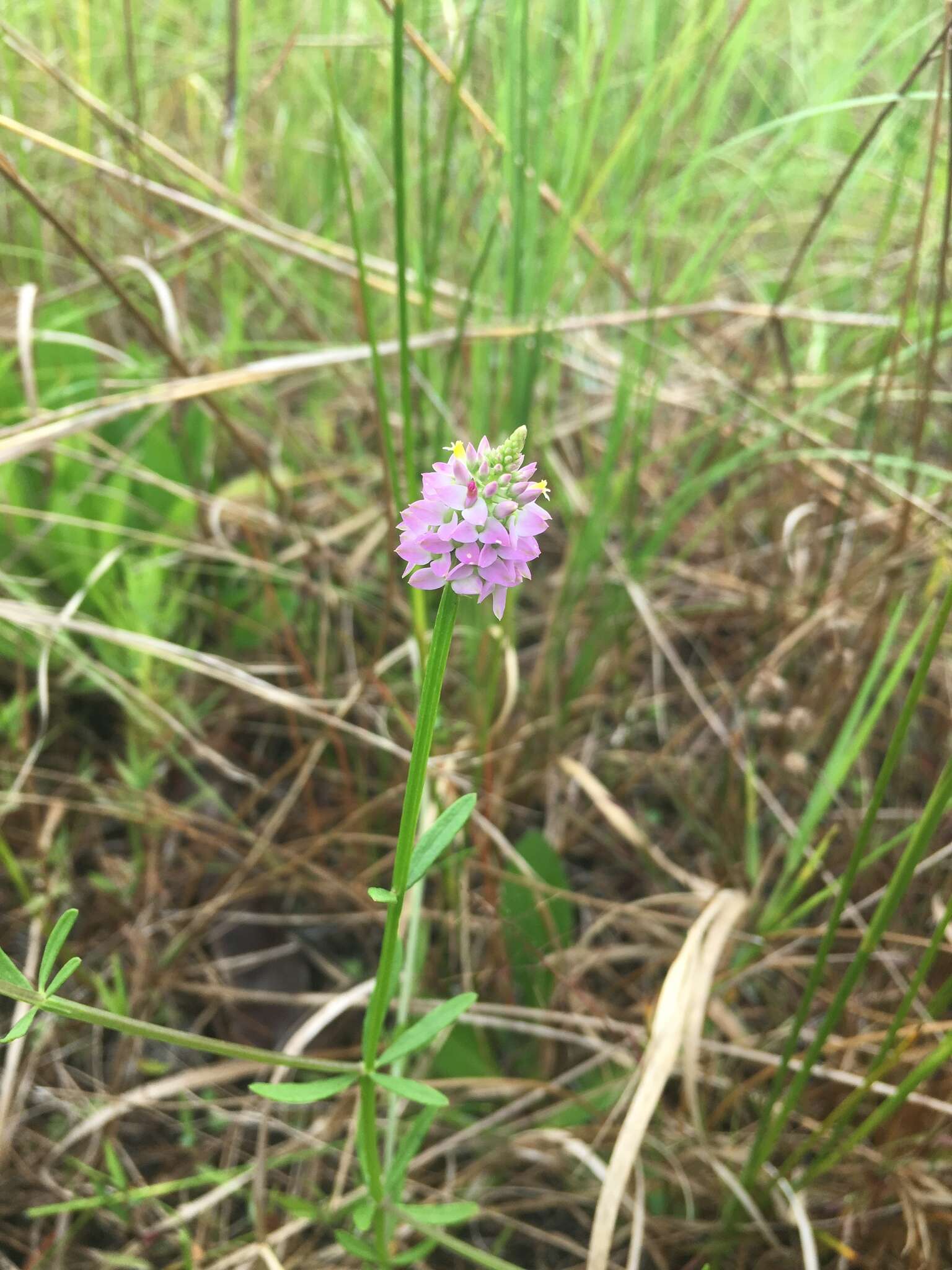 Image of Little-Leaf Milkwort