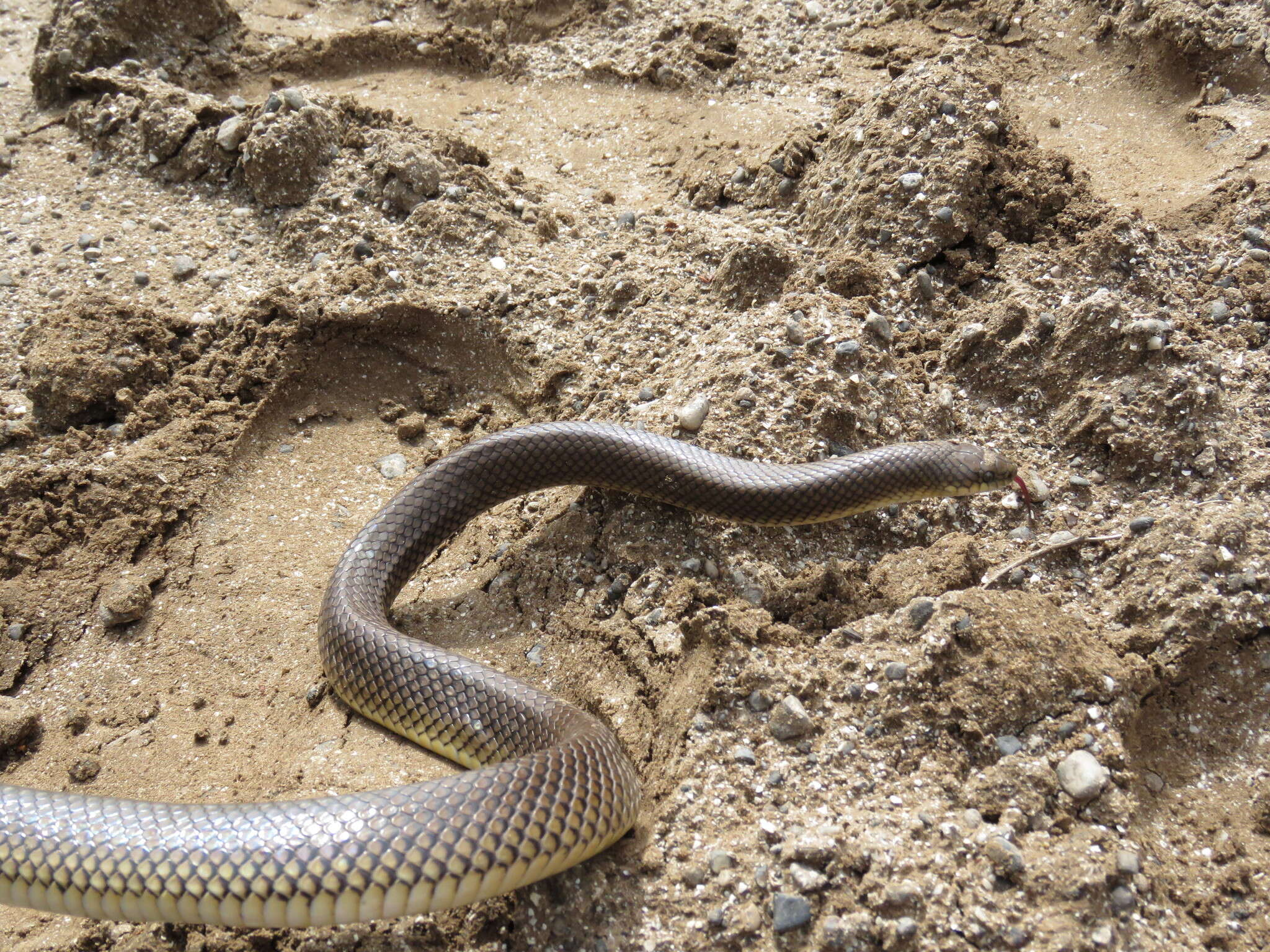 Image of Paraphimophis rusticus (Cope 1878)