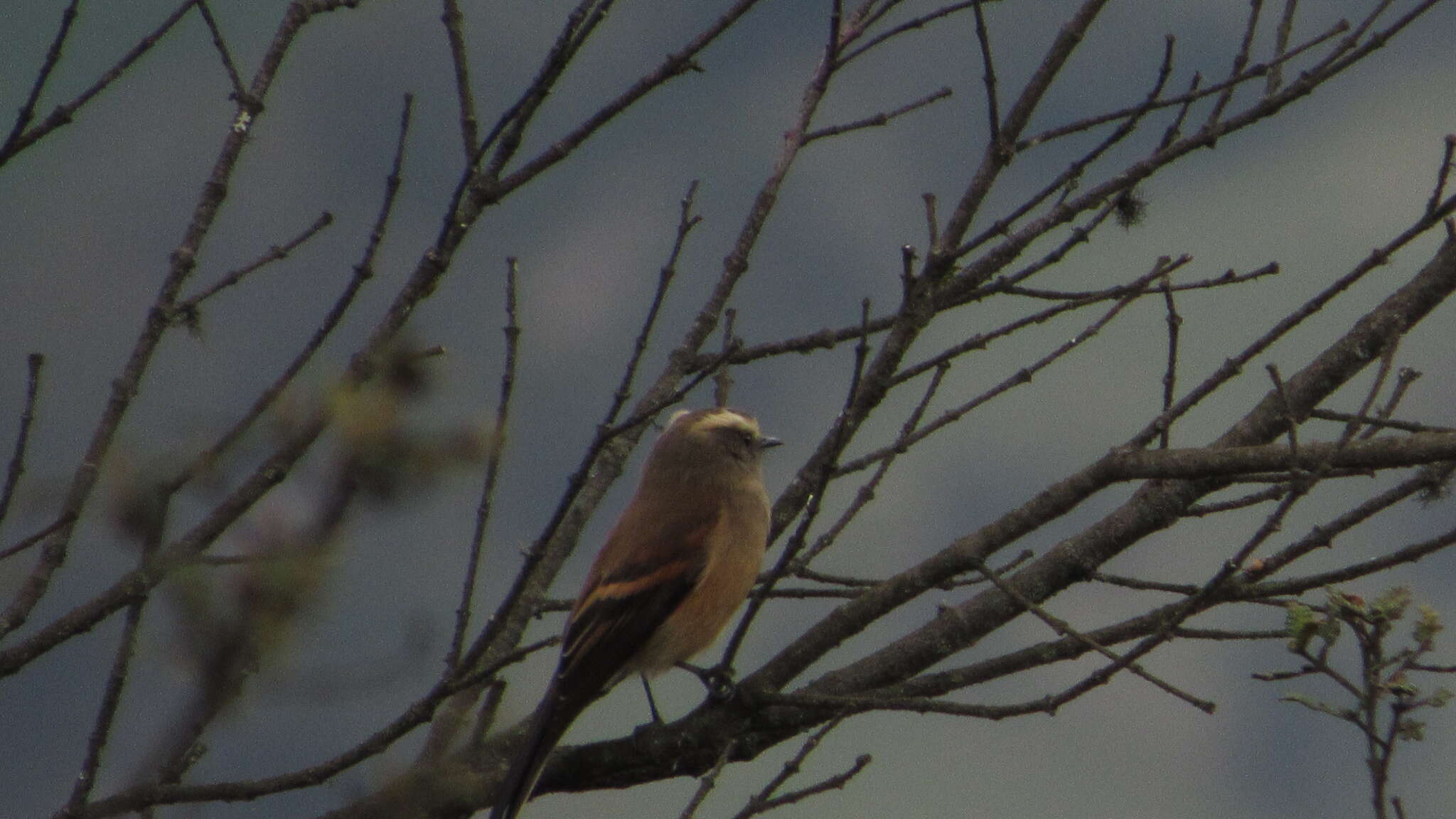 Image of Brown-backed Chat-Tyrant