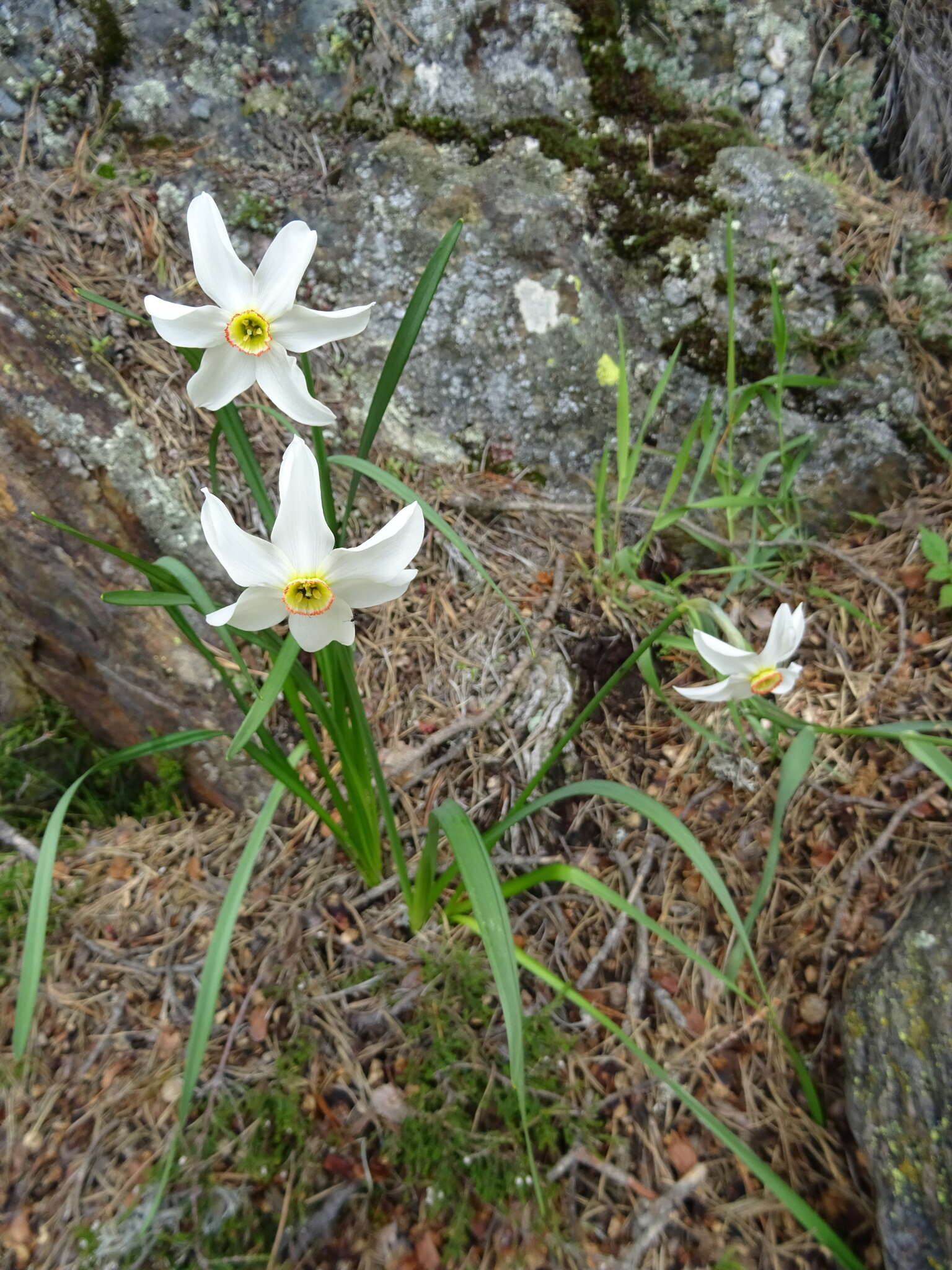 Image of Pheasant's-eye narcissus