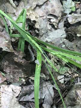 Carex oxylepis Torr. & Hook. resmi